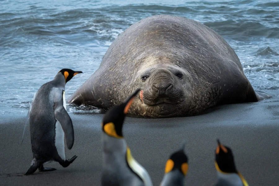 Gold_Harbour_South_Georgia