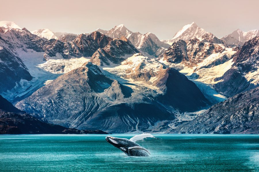 Alaska cruise whale watching boat excursion. 